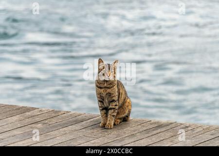 Eine streunende Katze in Istanbul am Meer. Stockfoto