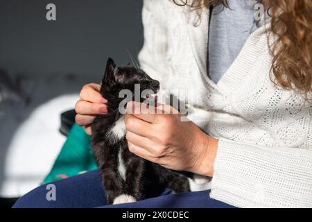 Frau und süßes schwarz-weißes (Tuxedo) Kätzchen Stockfoto