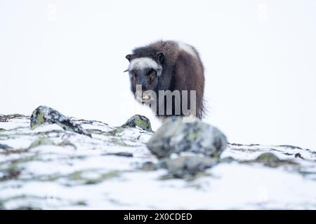 Wunderschönes Porträt eines Baby-Moschusochsen spaziert durch den Schnee und sucht zwischen Steinen, Büschen und Moos in einer verschneiten Landschaft zwischen Mo Stockfoto