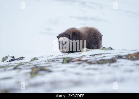 Wunderschönes Porträt eines Baby-Moschusochsen spaziert durch den Schnee und sucht zwischen Steinen, Büschen und Moos in einer verschneiten Landschaft zwischen Mo Stockfoto