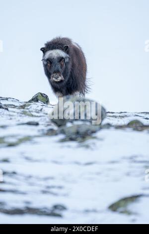 Wunderschönes Porträt eines Baby-Moschusochsen spaziert durch den Schnee und sucht zwischen Steinen, Büschen und Moos in einer verschneiten Landschaft zwischen Mo Stockfoto