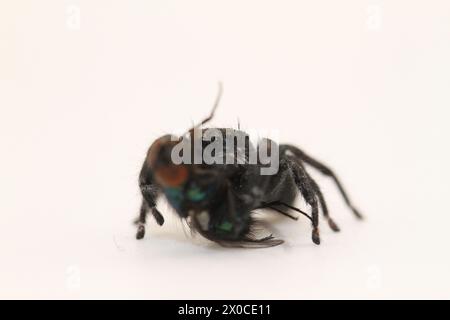 Springspinne mit Fliegenmehl phidippus carneus Stockfoto