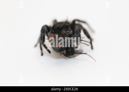 Springspinne mit Fliegenmehl phidippus carneus Stockfoto