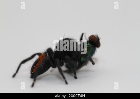 Springspinne mit Fliegenmehl phidippus carneus Stockfoto