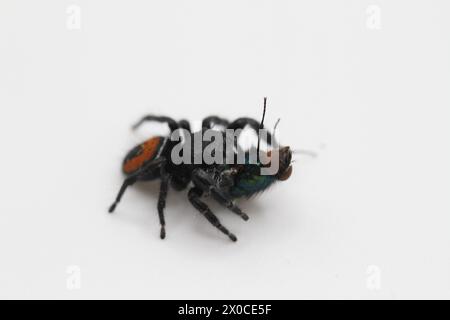 Springspinne mit Fliegenmehl phidippus carneus Stockfoto