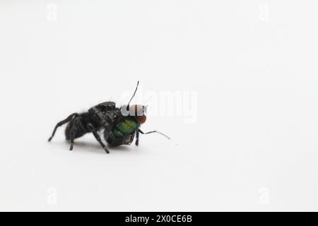 Springspinne mit Fliegenmehl phidippus carneus Stockfoto