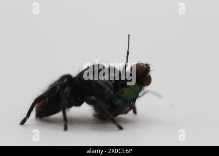 Springspinne mit Fliegenmehl phidippus carneus Stockfoto