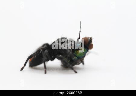 Springspinne mit Fliegenmehl phidippus carneus Stockfoto