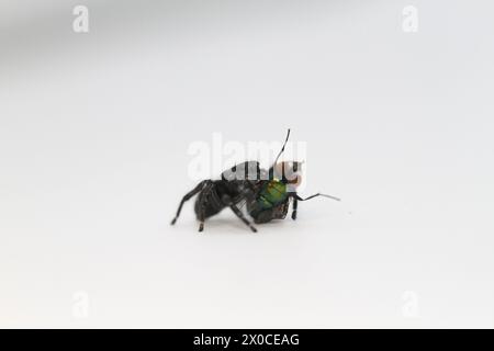 Springspinne mit Fliegenmehl phidippus carneus Stockfoto