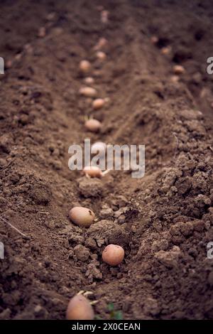 Verfahren zum Anpflanzen von Kartoffeln mit Pflügen in Reihen Stockfoto