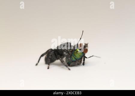 Springspinne mit Fliegenmehl phidippus carneus Stockfoto