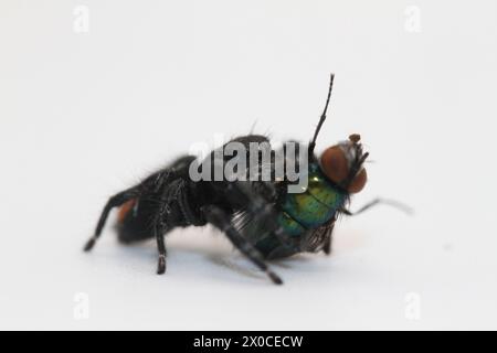 Springspinne mit Fliegenmehl phidippus carneus Stockfoto