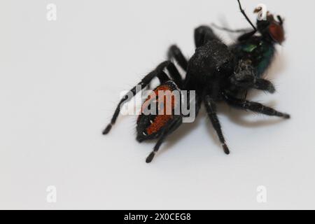 Springspinne mit Fliegenmehl phidippus carneus Stockfoto