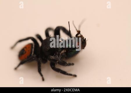 Springspinne mit Fliegenmehl phidippus carneus Stockfoto