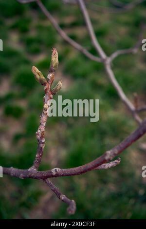 Erste Frühlingssprossen eines Walnussbaums Stockfoto