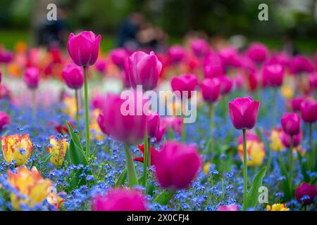 London, Großbritannien. 11. April 2024. Wetter in Großbritannien – die Tulpen blühen in Victoria Embankment Gardens während der warmen Mittagszeit. Die Temperaturen in der Hauptstadt werden in den nächsten Tagen voraussichtlich auf 20 °C steigen. Quelle: Stephen Chung / Alamy Live News Stockfoto