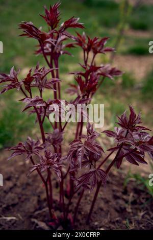 Die junge rote Pfingstrose bläst im Frühling im Garten Stockfoto