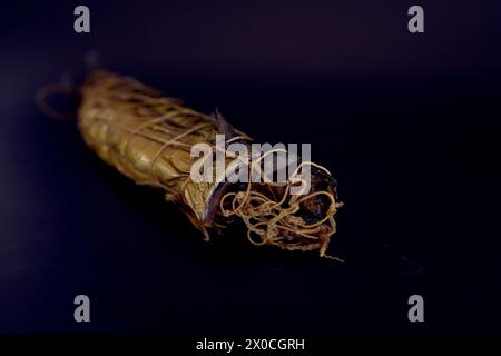 Appetitlich heiß geräucherte goldene Makrele auf schwarzem Hintergrund Stockfoto