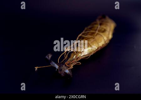 Eine appetitlich heiß geräucherte goldene Makrele auf schwarzem Hintergrund Stockfoto