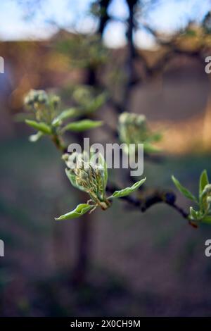 Knospen und die ersten Blätter eines Birnenbaums im Garten Stockfoto