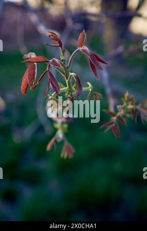 Erste Frühlingssprossen eines Walnussbaums Stockfoto