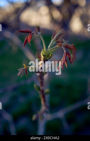 Erste Frühlingssprossen eines Walnussbaums Stockfoto