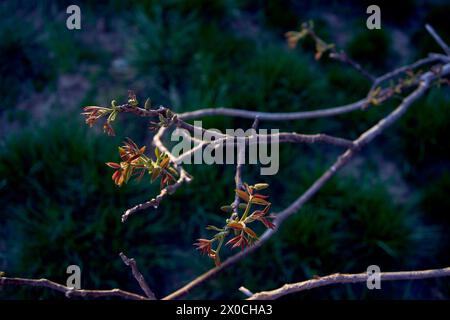 Erste Frühlingssprossen eines Walnussbaums Stockfoto