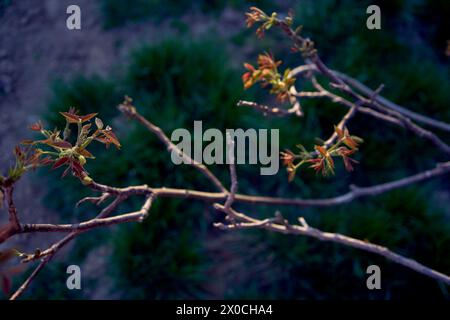 Erste Frühlingssprossen eines Walnussbaums Stockfoto