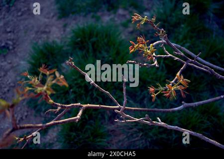 Erste Frühlingssprossen eines Walnussbaums Stockfoto