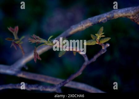 Erste Frühlingssprossen eines Walnussbaums Stockfoto