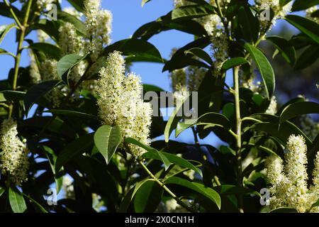 Kirsche Lorbeer Pflanze mit blhenden weien Blten und grnen ligen  Blttern, prunus laurocerasus Pflanze im Frhling mit polinierend es Biene  sitzt auf der Stockfotografie - Alamy