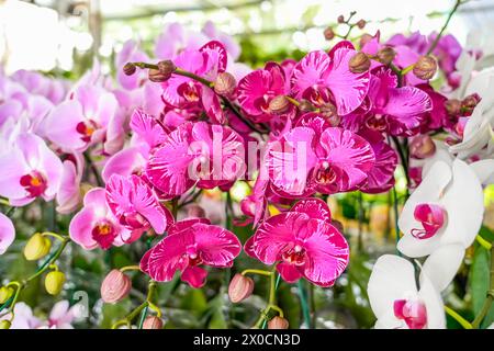 Pinkfarbene phalaenopsis Orchideen mit violettem Muster auf einem Blumenmarkt. Stockfoto