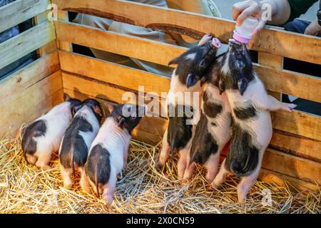 Kleine Zwergferkel, während eine Familie auf ihren Hinterbeinen steht, Bauern füttern Menschen mit Händen eine Flasche Milch mit einem Schnuller, füttern Futter. Stockfoto