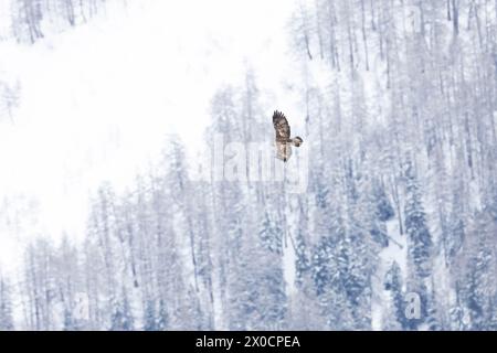 Goldener Adler, der über Schnee und Bäumen im Hintergrund schwingt. Stockfoto