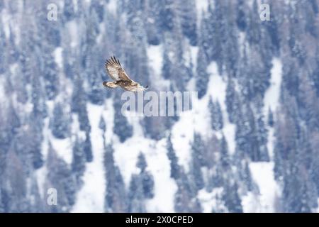 Goldener Adler, der über Schnee und Bäumen im Hintergrund schwingt. Stockfoto