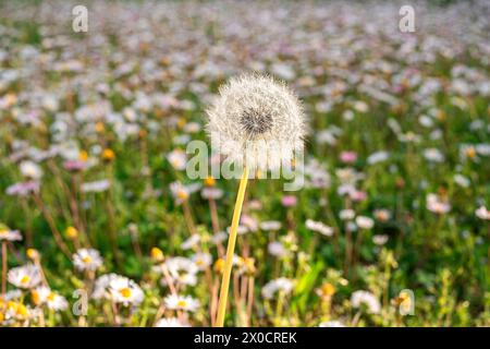 Löwenzahn im Feld. Pflanzen Sie im Frühjahr. Details der Natur im Sommer. Stockfoto
