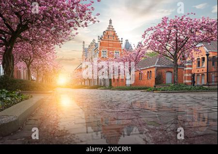 Im Frühling blühen rosa Kirschbäume. Stockfoto