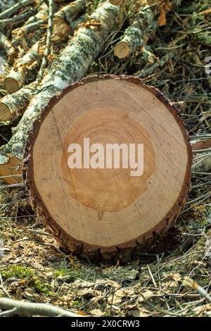 Schneiden Sie die Stämme einer gewöhnlichen Kiefer auf einer Holzfällerstelle ab, sägen Sie sie. Die Struktur des Holzes ist sichtbar (Splintholz, Kern usw.) Stockfoto