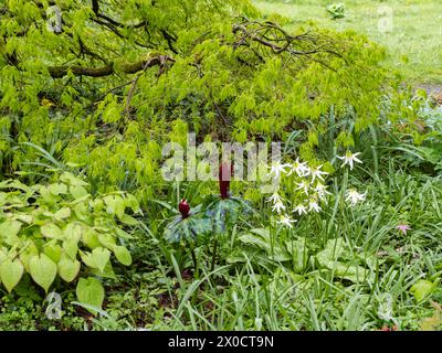 Frühlingsvorstellung mit Erythronium 'Jeanette Brickell', Trillium chloropetalum 'rubrum', mit Laub von Acer palmatum dissectum und einem Epimedium Stockfoto