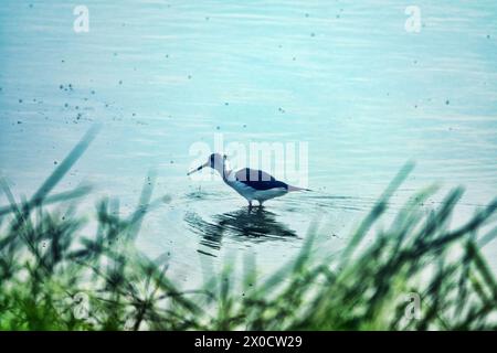 Gutes Beispiel für Appetitverhalten. Der Schwarzflügelpfahl (Himantopus himantopus) pickt von der Oberfläche des Salzteichs ab, wo Mücken und Fli schlüpfen Stockfoto