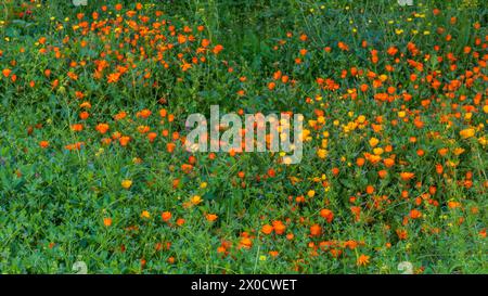 Campo lleno de vegetación y múltiples flores en primavera Stockfoto