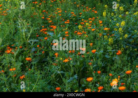 Campo lleno de vegetación y múltiples flores en primavera Stockfoto