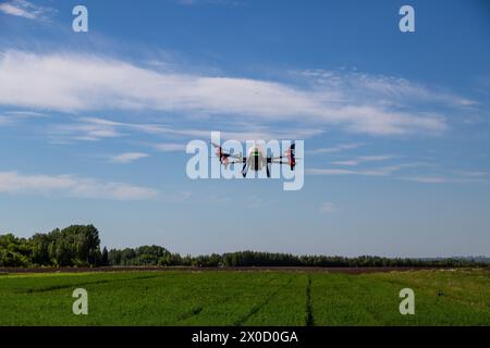 Landwirtschaftsdrohne fliegt zu gesprühtem Dünger auf den Feldern. Industrielle Landwirtschaft und intelligente Landwirtschaft Stockfoto