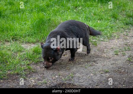 Die Menagerie, der Zoo des Pflanzengartens. Blick auf einen tasmanischen Teufel in einem Park Stockfoto