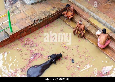 Badende und Wasserbüffel im Ganges River bei Varanasi, Indien Stockfoto