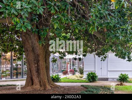 Ein ruhiger Hinterhof mit einem großen Magnolienbaum, üppigem Rasen und einem einladenden weißen Haus am Morgen Stockfoto