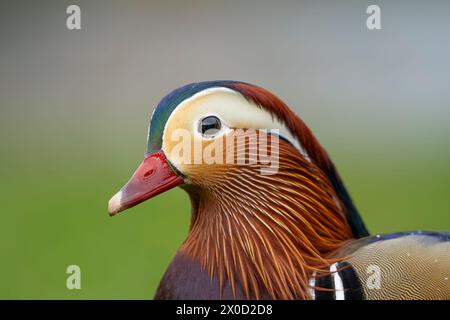 Nahaufnahme Kopfporträt eines Mandarin drake (Aix galericulata), eine seltene Sichtung einer solchen Ente in freier Wildbahn in einem britischen Park. Stockfoto