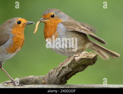 Ein nahes Paar wilder, britischer Rotkehlchen (Erithacus rubecula), isoliert auf einem Ast, wobei der männliche rotkehlchen seine weibliche Partnerin mit einer Made füttert. Erstaunliches Vogelverhalten. Stockfoto