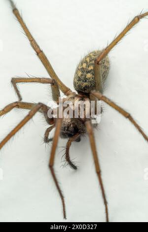 Eratigena duellica, die Riesenhausspinne, ist eine Art von Trichterweber aus der Spinnenfamilie Agelenidae. Stockfoto