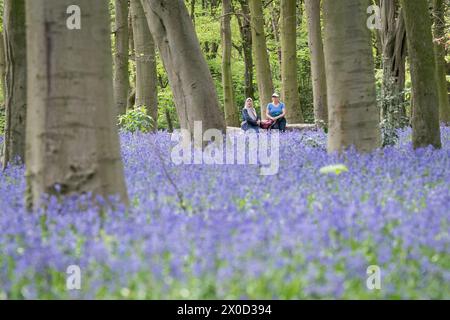 Besucher des Wanstead Park im Nordosten Londons genießen die frühen Blauglocken im Chalet Woods. Bilddatum: Donnerstag, 11. April 2024. Stockfoto